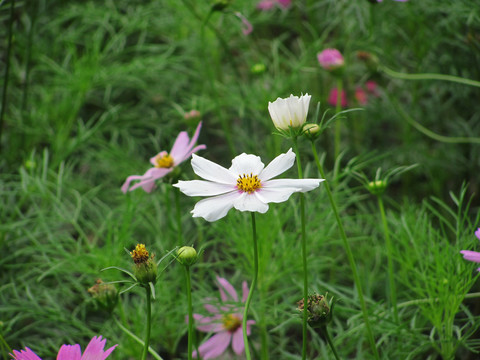 大波斯菊