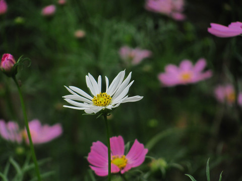 秋英花