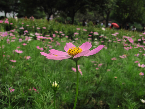 大波斯菊