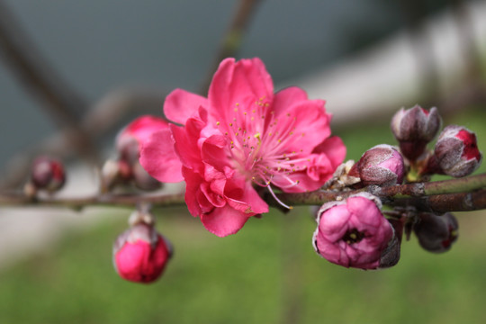 桃花素材