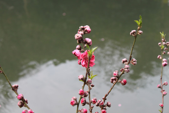 桃花花苞