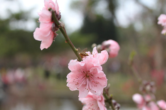 桃花涧