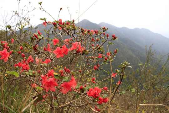 山上杜鹃花