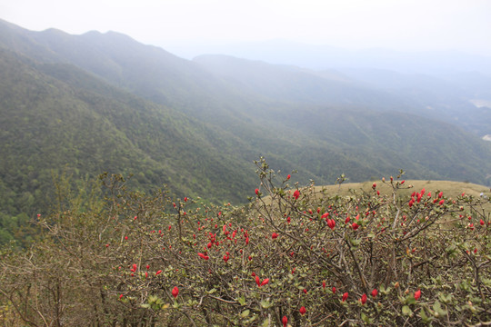 大山杜鹃