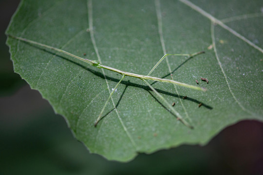 竹节虫