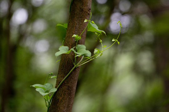 藤缠树