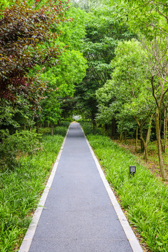 森林公园绿色道路