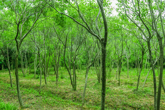 绿色原始森林
