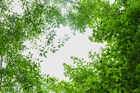 夏日树叶天空