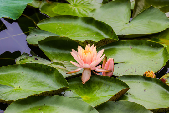 西湖睡莲莲花