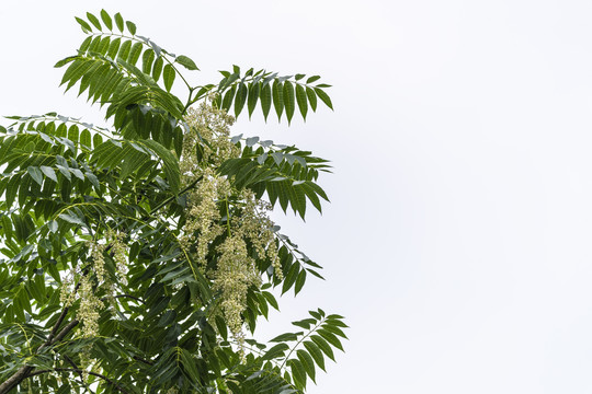 香椿树开花