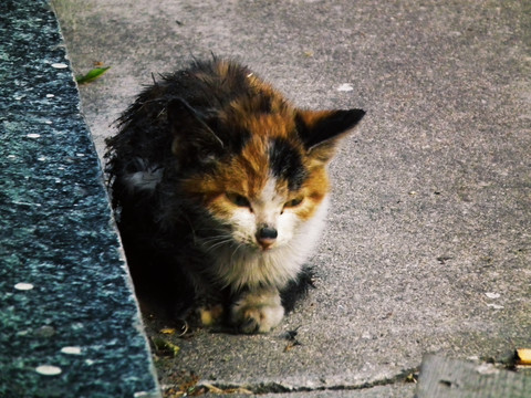 流浪猫