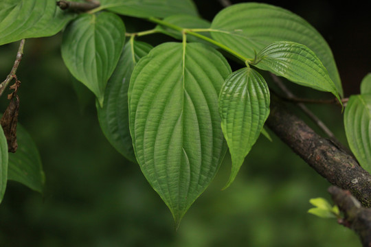 山梅花属植物