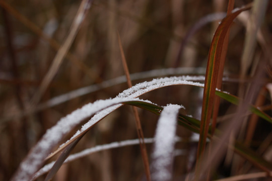 雪