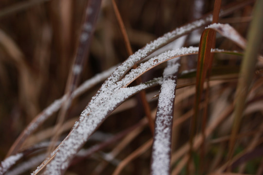 雪