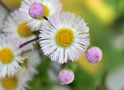 飞蓬小花