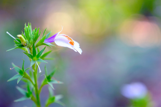 通泉草