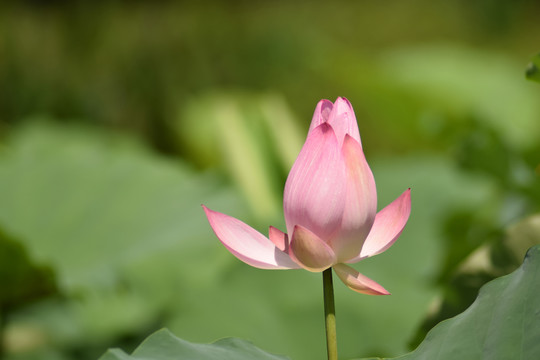 荷韵荷花图