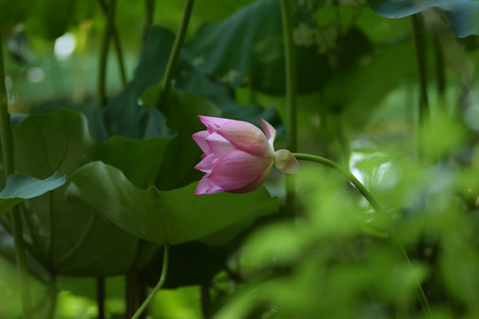 荷韵荷花图