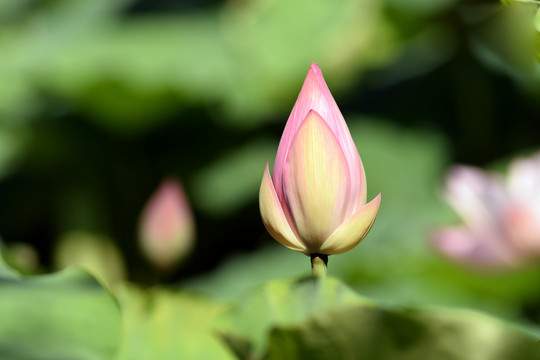 荷花花蕾