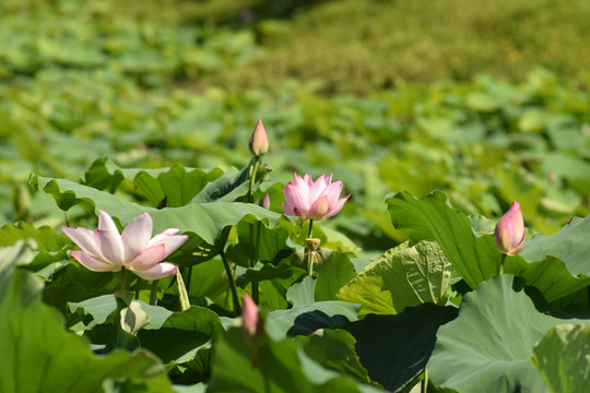 荷花池