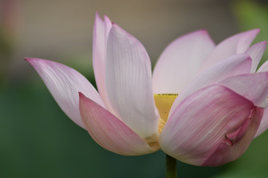 荷花花瓣