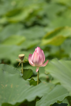 花语