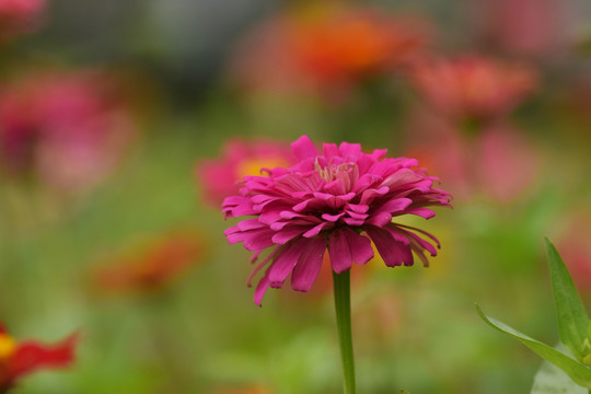 花虚化背景