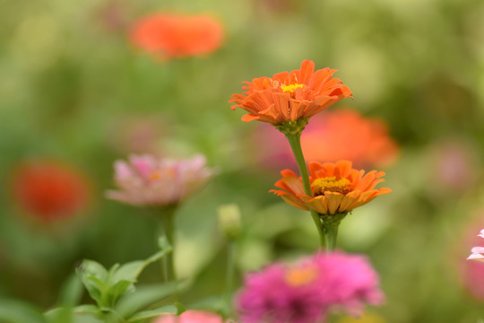 花特写