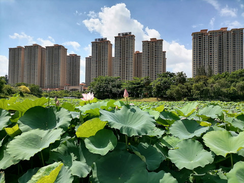 荷塘装饰