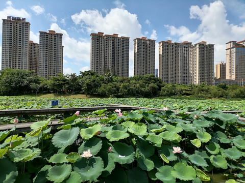 荷塘装饰