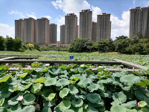 我家住公园旁