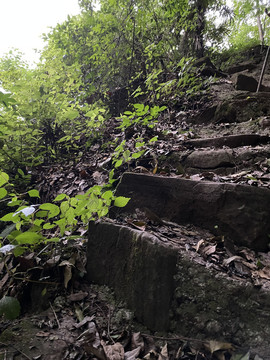 自然风景森林植被