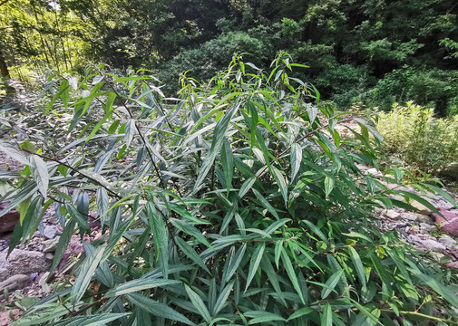 荨麻科植物水麻