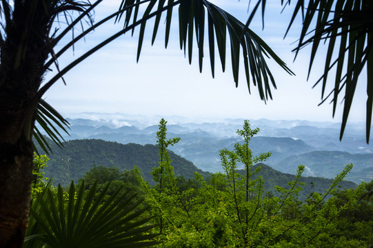 有棕树的远山风景