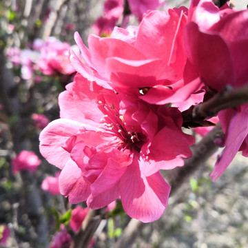 春天红桃花