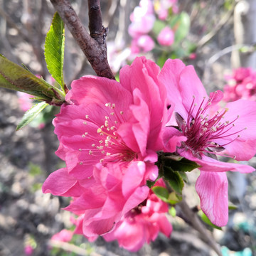 春日桃花