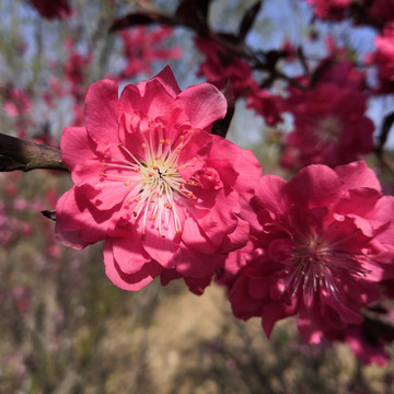 三月桃花