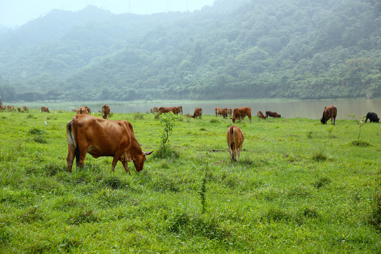 高山养牛场