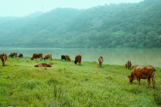 高山养牛场