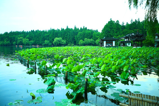 烟雨西湖