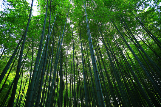 竹林背景