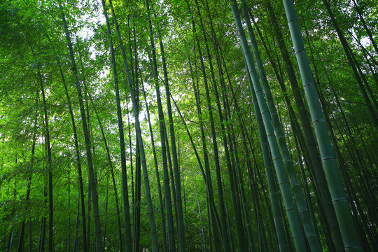 竹林背景