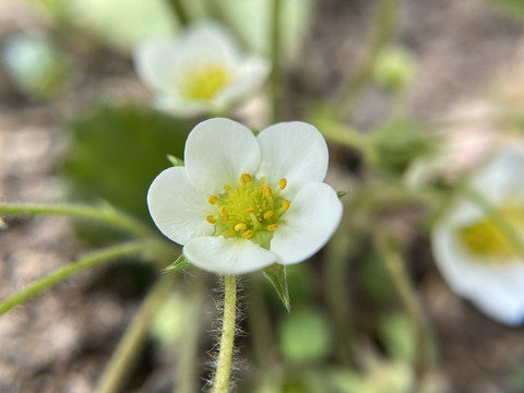 草莓花