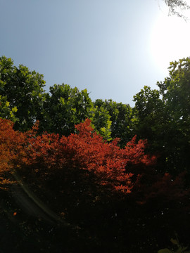 红叶枫树林