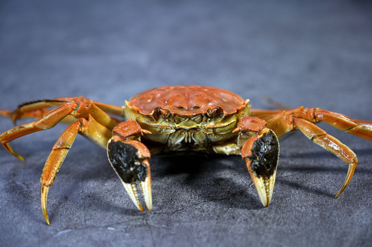 阳澄湖大闸蟹特写