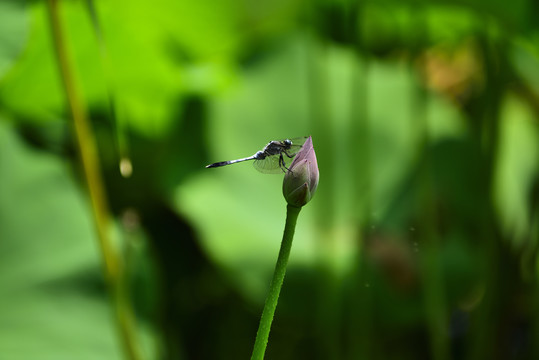 蓝蜻蜓落在小荷上