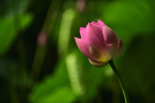 荷花池塘