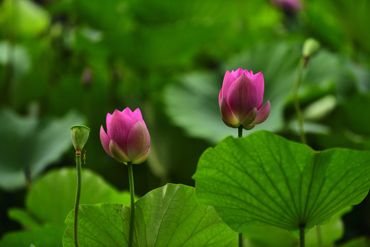 荷花池塘