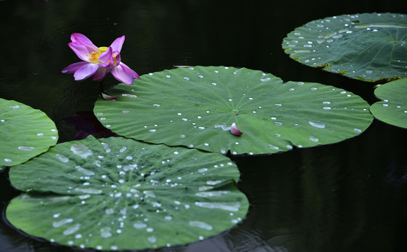 荷花池塘